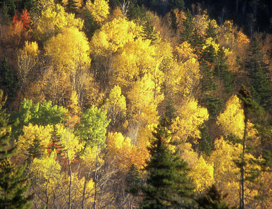 Foliage Mount Katahdin Photograph by John Burk
