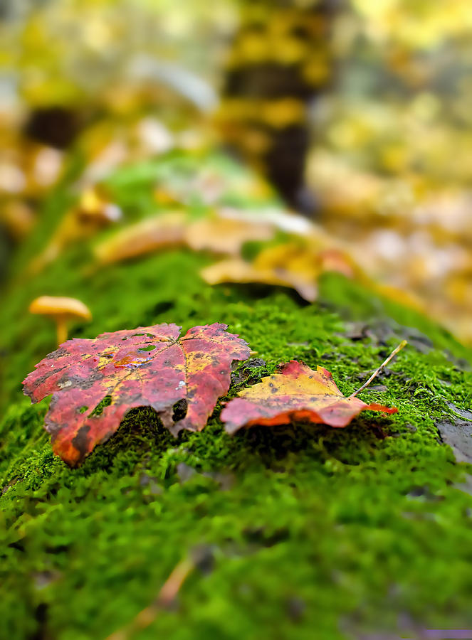 Fall Photograph - Foliage by RC Pics