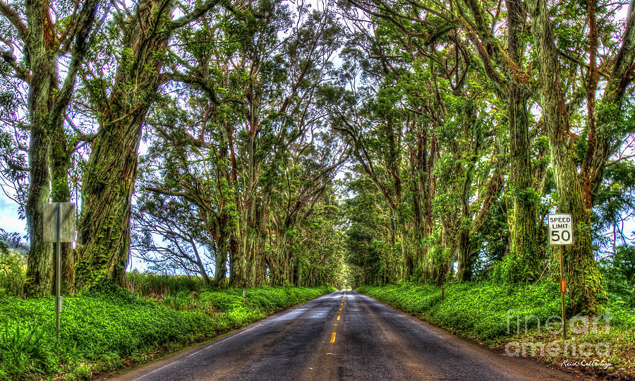 Follow Me Eucalyptus Tree Tunnel Kauai Hawaii Collection Art Photograph by Reid Callaway