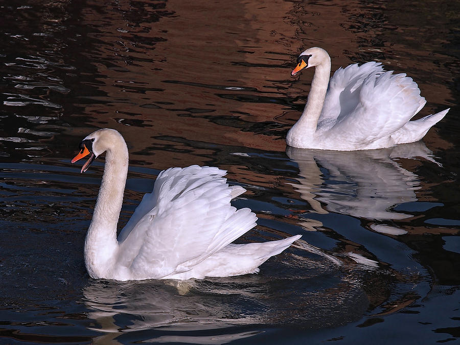 Follow Me - Pair of Mute Swans - Wings Up Photograph by Gill Billington