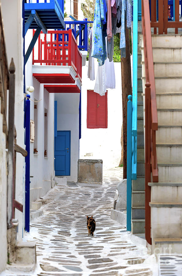 Follow the Cat in Mykonos Town Photograph by John Rizzuto