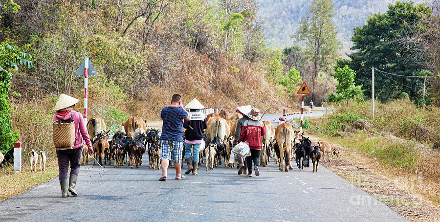 Follow the Goats  Vietnam  Photograph by Chuck Kuhn