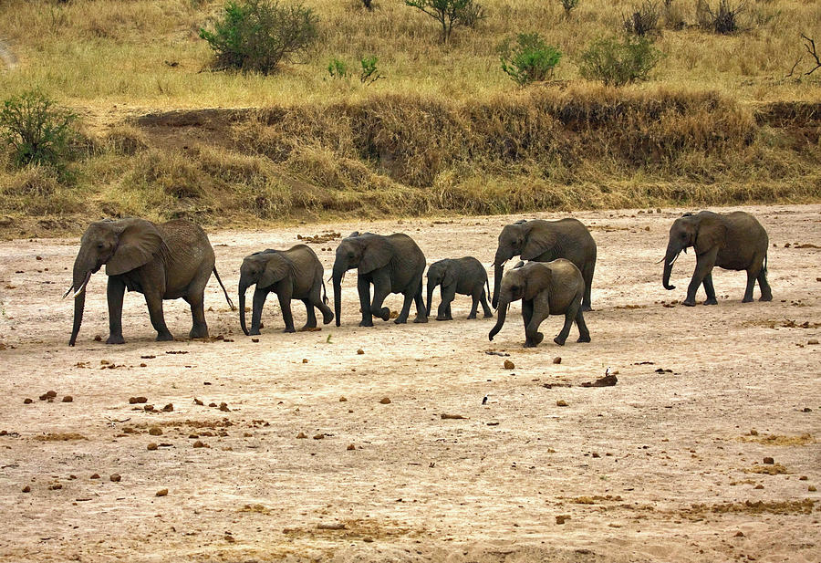 Follow the Leader Elephants Photograph by Sally Weigand