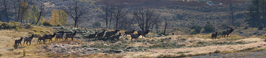 Yellowstone National Park Photograph - Follow the Leader - Elk in Rut by Mark Kiver