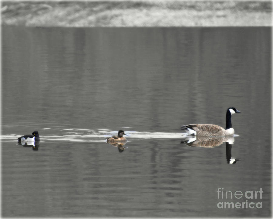 Follow The Leader Photograph by Kathy M Krause