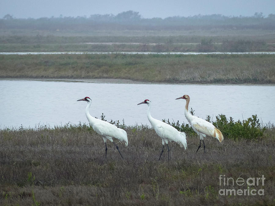Crane Photograph - Follow The Leader by Teresa A and Preston S Cole Photography