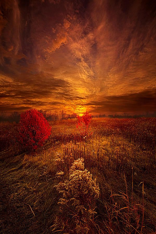 Flower Photograph - Following Your Heart by Phil Koch