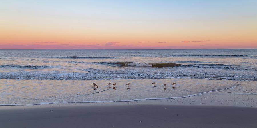 Folly Beach Birds 1X2 Photograph by Joe Kopp
