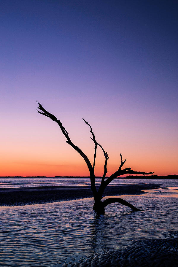 Tree Photograph - Folly Beach State Park by Todd Wise