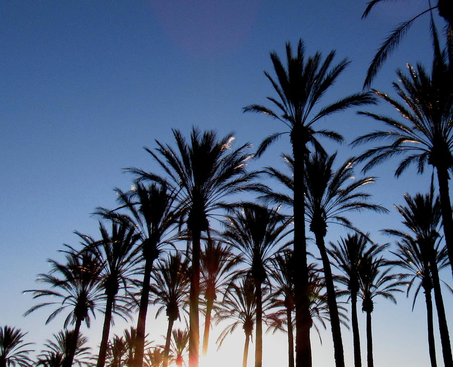 Fontana Palms Photograph by Joshua Bales