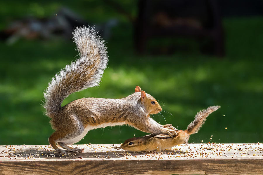 Wildlife Photograph - Food Fight Squirrel and Chipmunk by Terry DeLuco