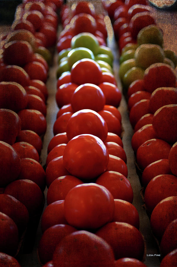Food Tomatoes Marching Maters Photograph by Lesa Fine