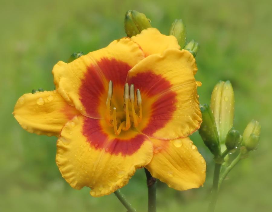 Lily Photograph - Fooled Me - Daylily by MTBobbins Photography