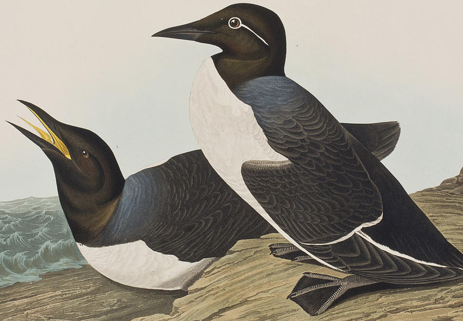 John James Audubon Painting - Foolish Guillemot by John James Audubon
