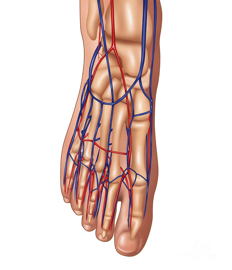 Foot Anatomy, Illustration Photograph by Gwen Shockey