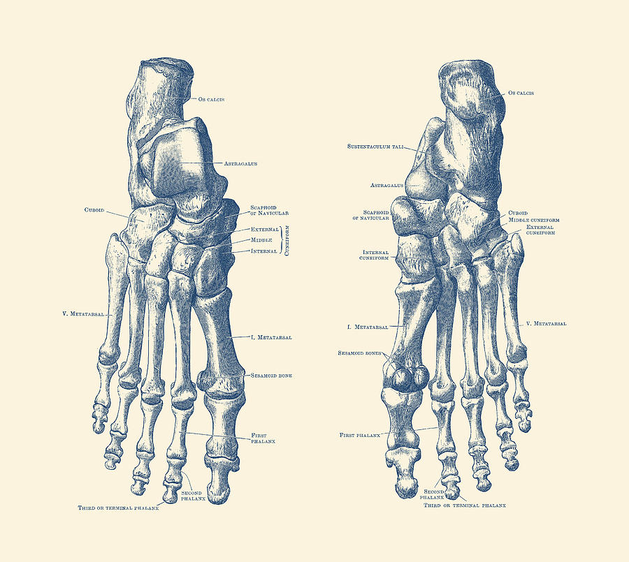 Foot and Ankle Skeletal Diagram - Anatomy Poster Drawing by Vintage Anatomy Prints