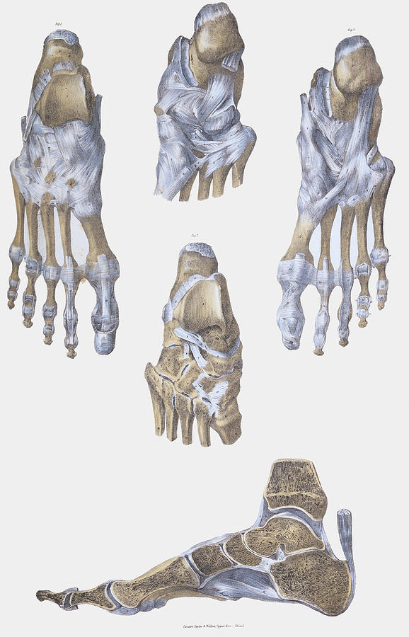 Foot Bones And Ligaments Photograph By Sheila Terry