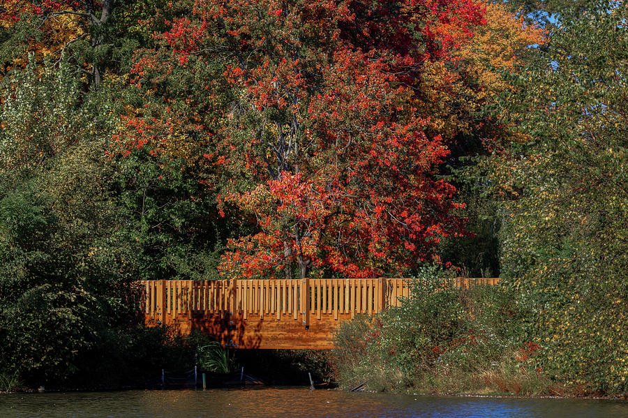 Foot bridge through autumn Photograph by Steve Gravano