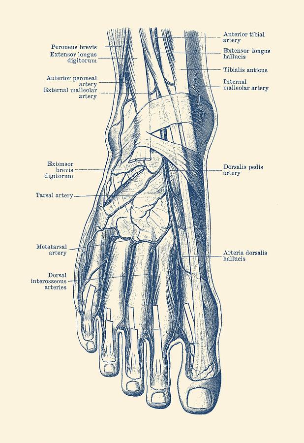 Muscle diagram human