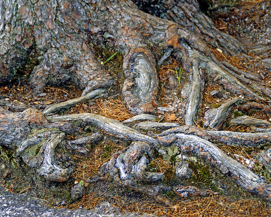 Foot of the Tree Photograph by Lynda Lehmann