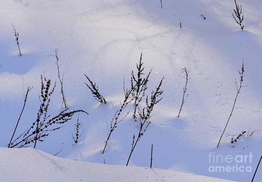Foot Prints in the Snow Photograph by Kathy Russell