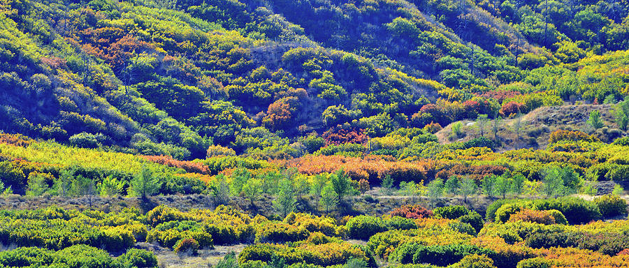 Foothills of Fall Color in Glenwood Springs Photograph by Ray Mathis
