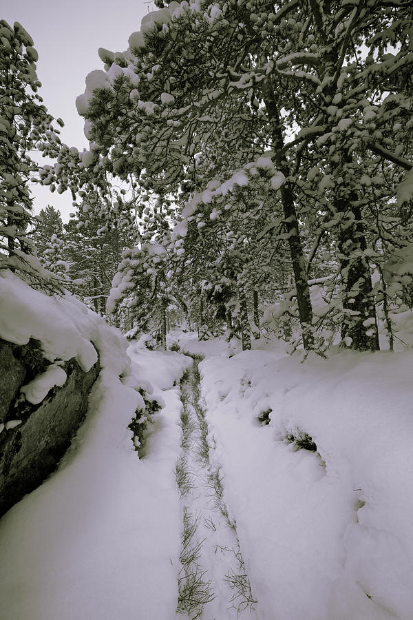 Footpath Through Snowy Forest - Monochrome Photograph