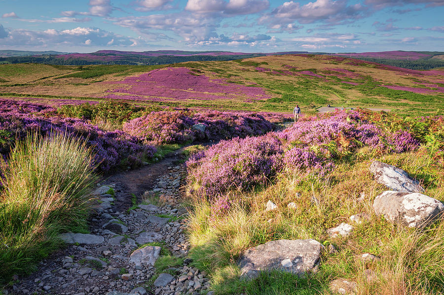 Footpath to Simonside Hills Photograph by David Head - Fine Art America