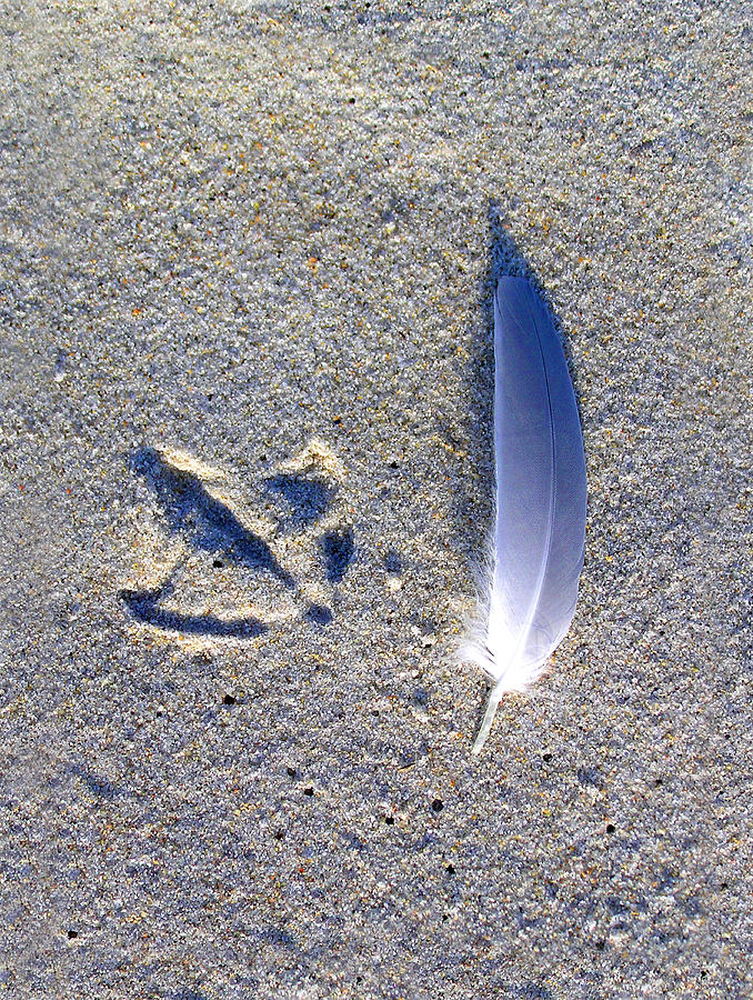 Footprint and Feather Photograph by Charles Harden