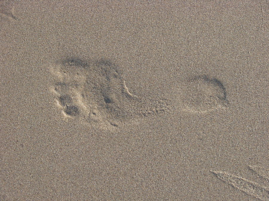 Footprint in the Sand Photograph by Liz Vernand