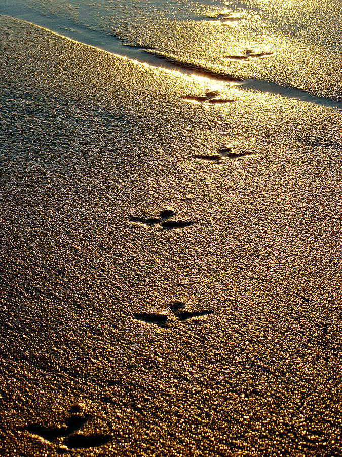 Footprints - Bird Photograph by Jill Reger