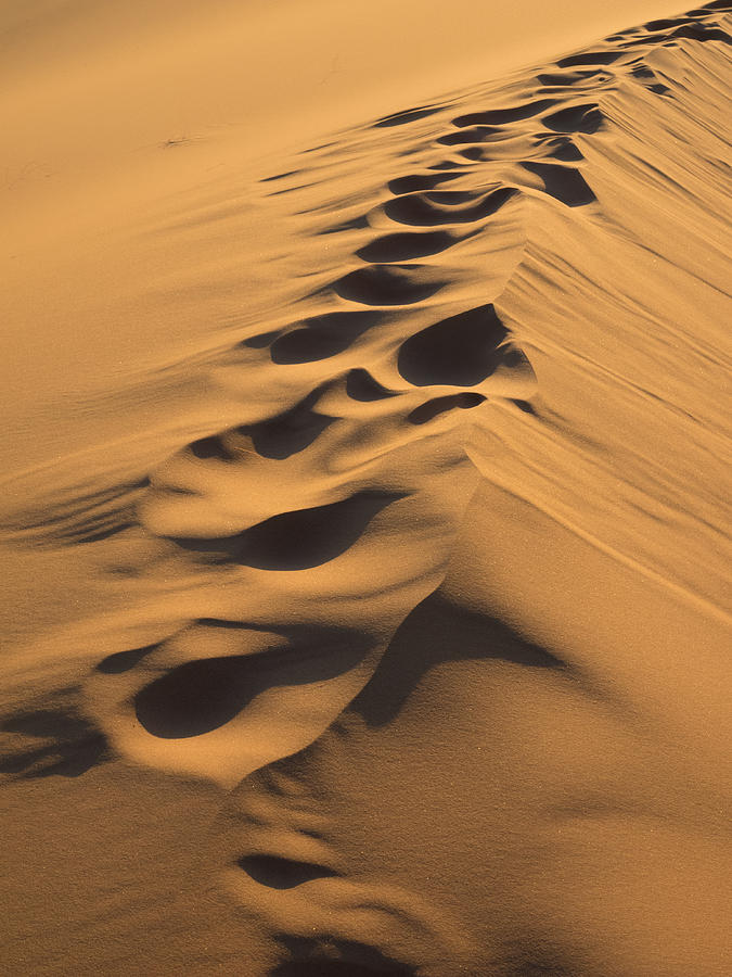 Nature Photograph - Footprints Along Top Of Sand Dune, Erg by Panoramic Images