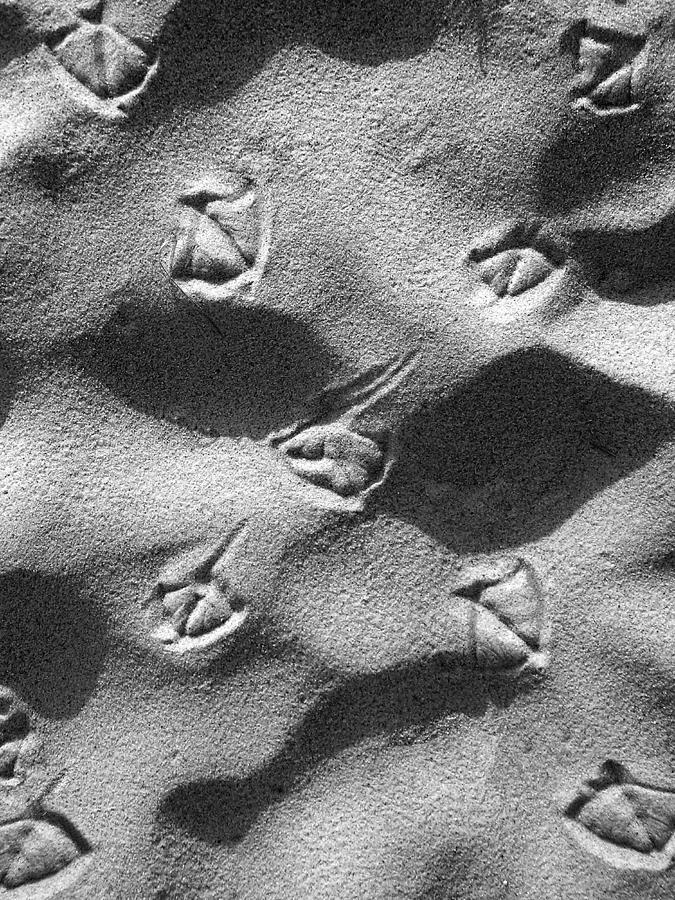 Footprints Photograph by Charles Harden