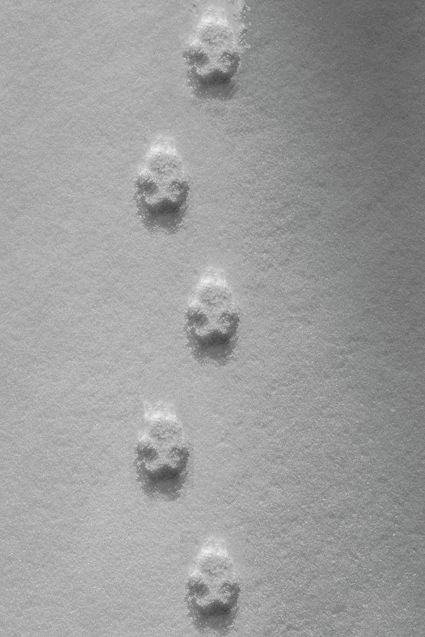 Footprints In Snow Photograph