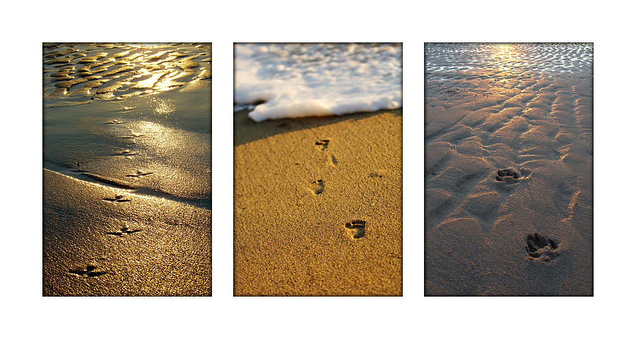 Bird Photograph - Footprints In The Sand by Jill Reger