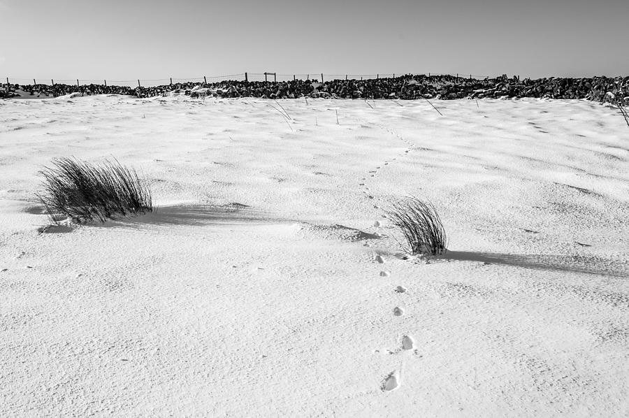 Footprints in the Snow i Photograph by Helen Jackson