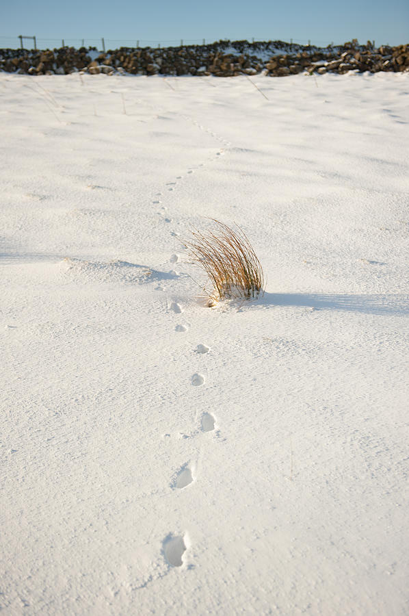 Footprints in the Snow ii Photograph by Helen Jackson