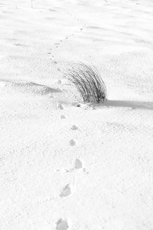 Footprints in the Snow iii Photograph by Helen Jackson