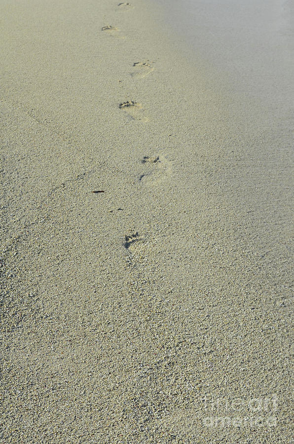 Footprints in the Soft Sand Beach Walking Away Photograph by DejaVu Designs