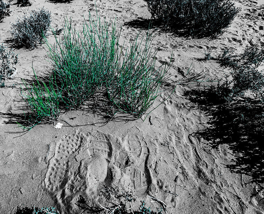 Footprints by Marcus Hustedde Footprints by Marcus Hustedde
