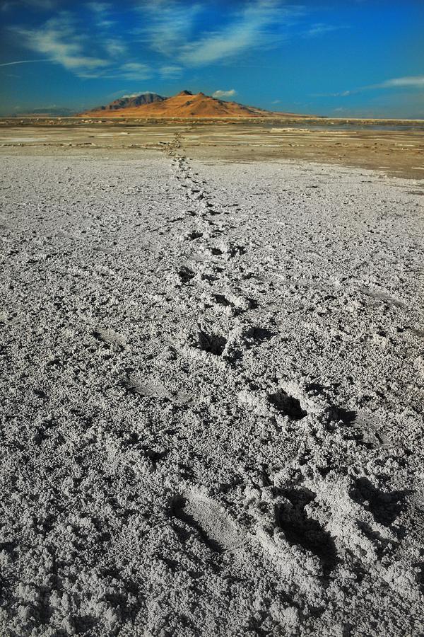 Footprints Of A Long Walk Photograph