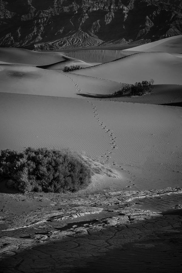 Footsteps into the Desert Photograph by Rick Strobaugh