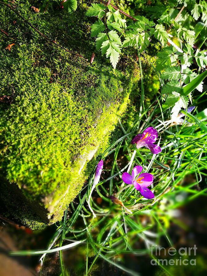 Footsteps of Spring Photograph by Jarek Filipowicz