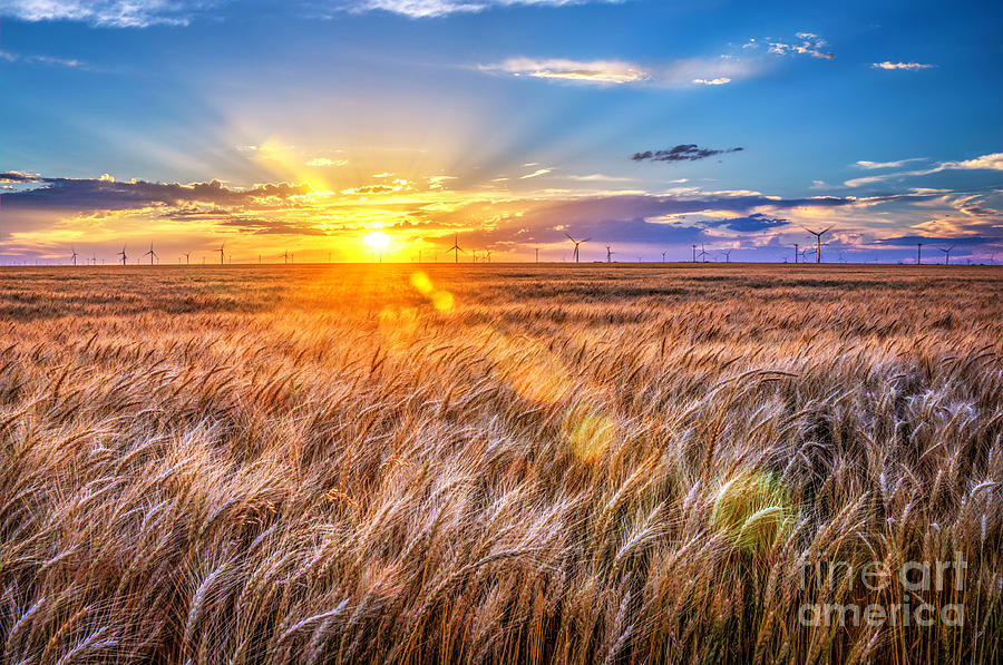 For Amber Waves of Grain Photograph by Jean Hutchison