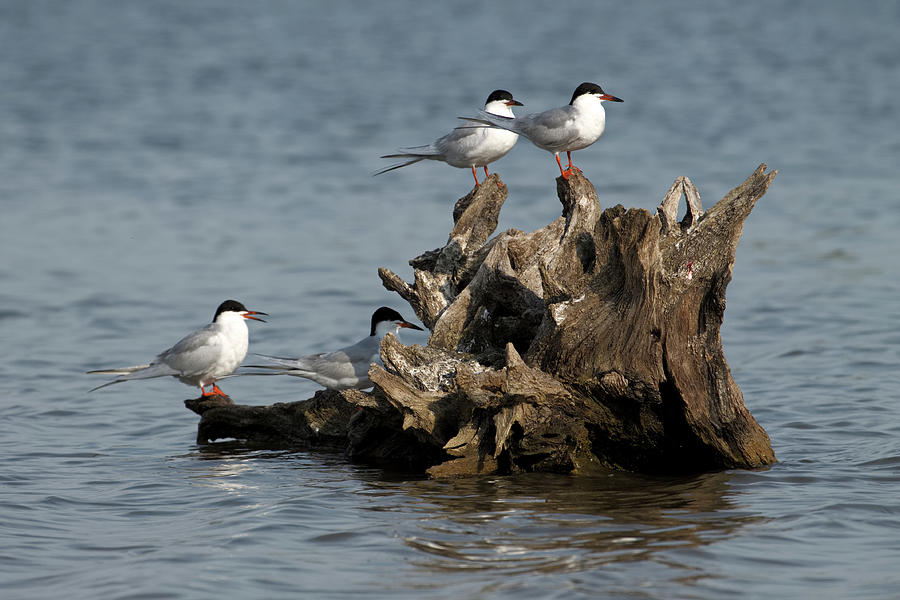 For Every Season Tern Tern Tern Photograph by Shoeless Wonder