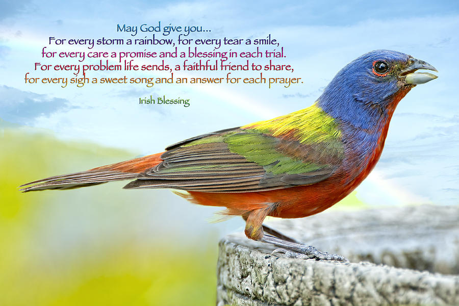 Painted Bunting Photograph - For Every Storm a Rainbow Irish Blessing by Bonnie Barry