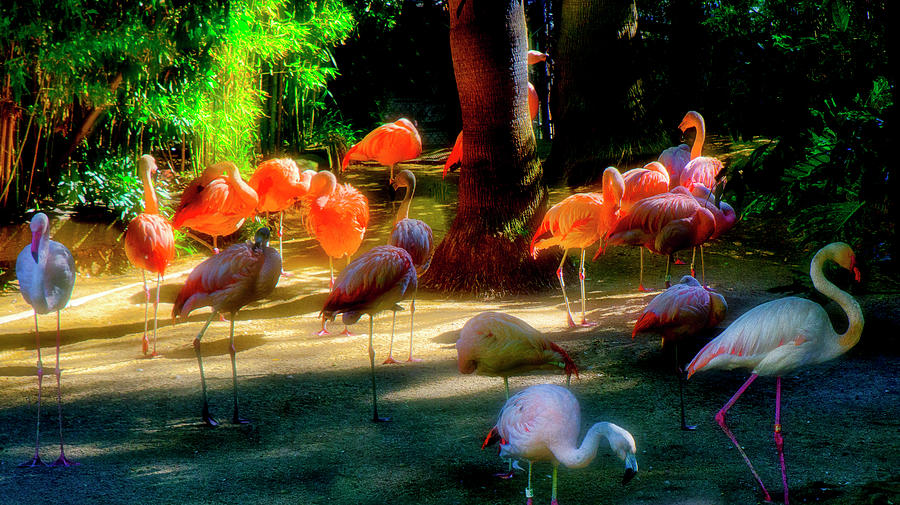 Bird Photograph - For Exhibition Only Flamingos by Joseph Hollingsworth