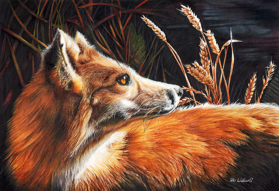 For Fox Sake Drawing by Peter Williams