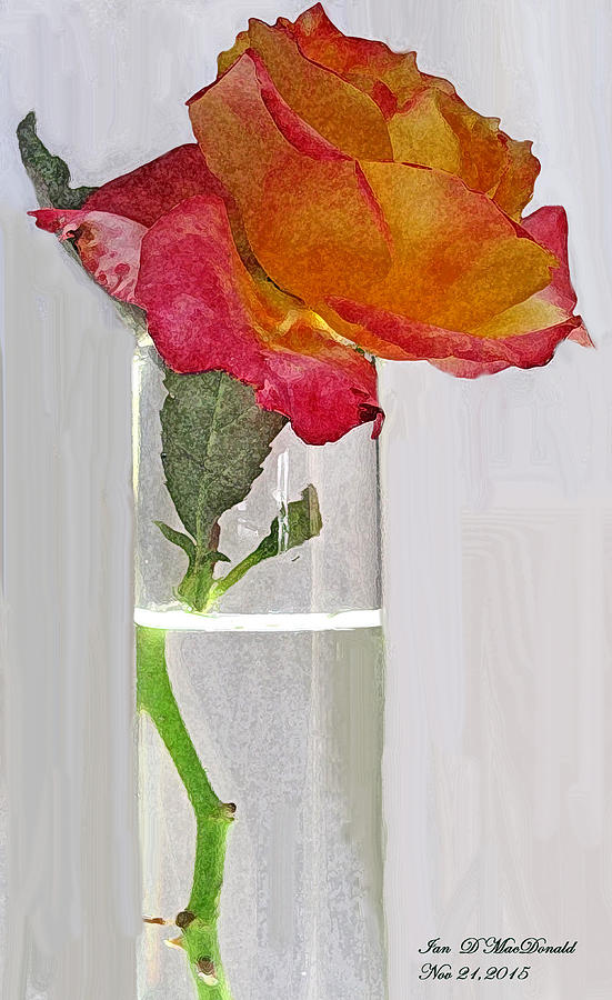 Rose Photograph - For Her by Ian  MacDonald