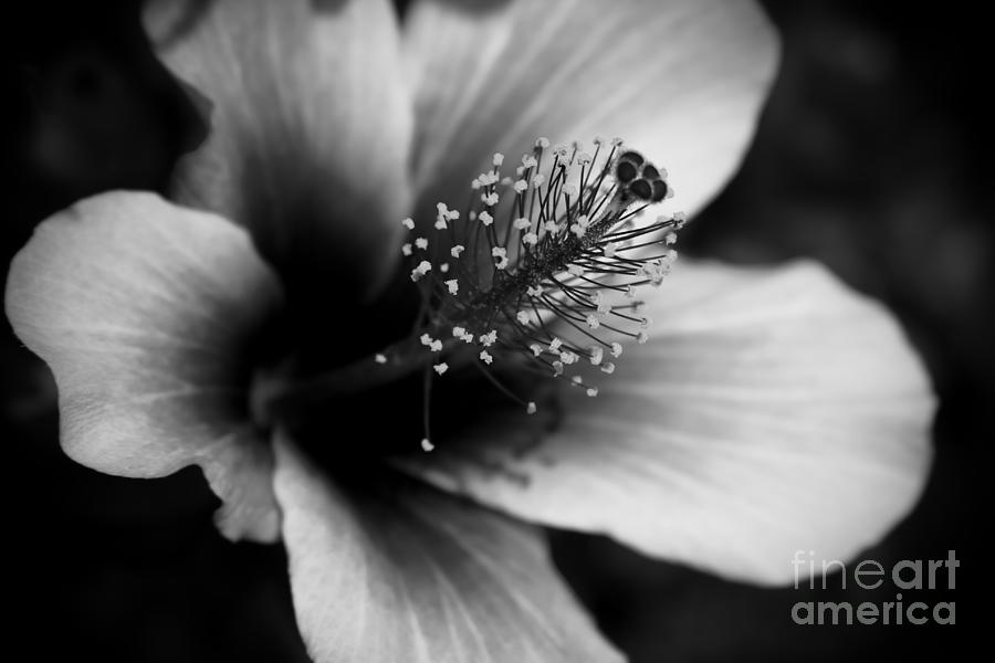 Flower Photograph - For many a summers day by Sharon Mau